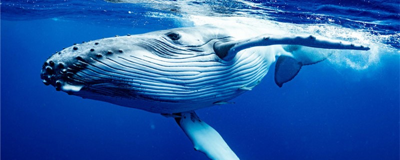 How deep can a whale dive and why can it withstand the pressure of deep water?
