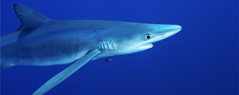 サメとワニは誰がすごいですか？サメはワニを殴ったことがありますか？