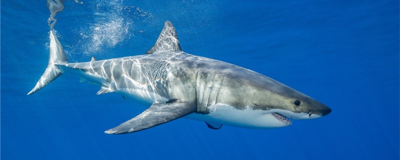 サメはどうやって子孫を繁殖させますか？年に何回繁殖しますか？