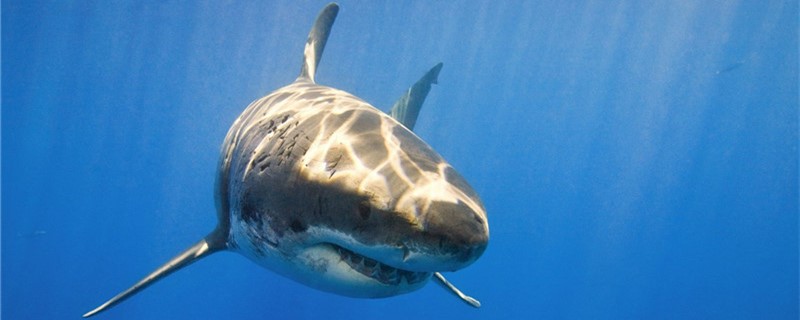 サメは歯がいくつありますか？歯がいくつありますか？