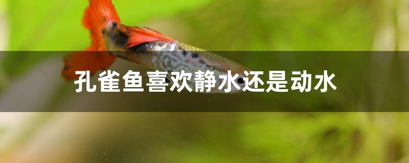 孔雀鱼喜欢静水还是动水