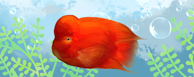 红财神鹦鹉鱼好养吗，怎么养