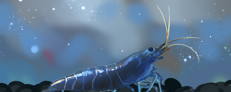 Is Blue Diamond Shrimp easy to raise? How?