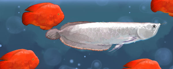 金刚鹦鹉鱼可以混养吗，可以和什么鱼一起养