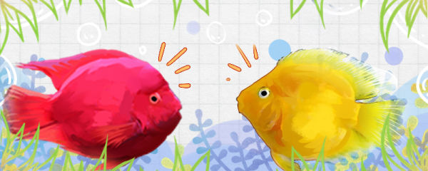 黄鹦鹉鱼和红鹦鹉鱼有什么区别，能一起养吗