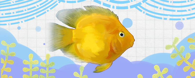 Is Yellow parrot fish good to raise, how to raise?