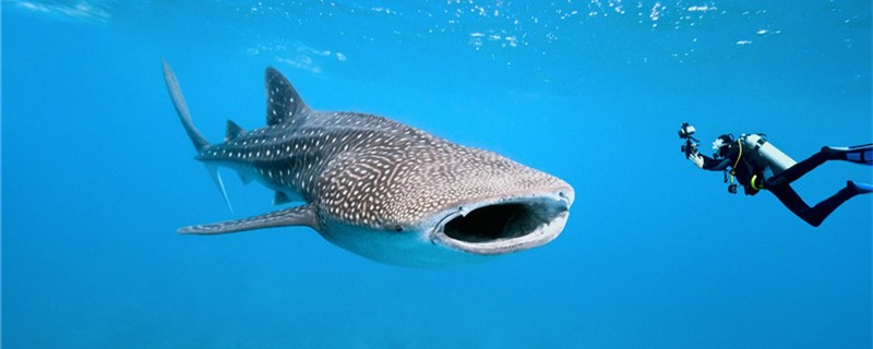 Whale sharks and killer whales, and blue whales.