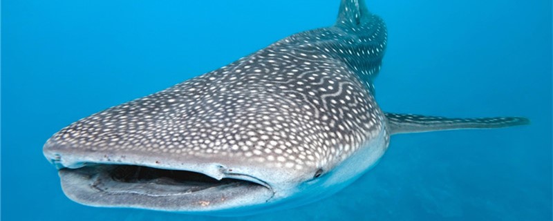 Whale shark or Megalodon, which is bigger? Can you beat Megalodon?