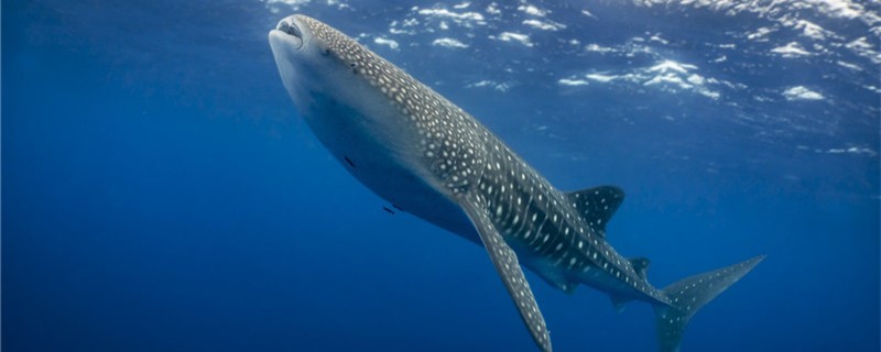 Whale shark is bigger than a blue whale or a great white shark.