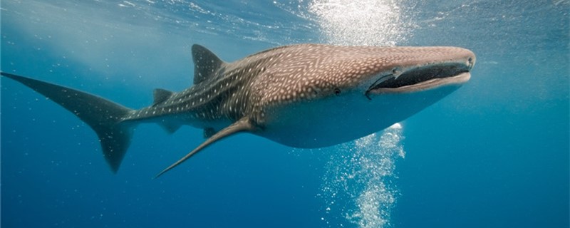 Is the whale shark a mammal, a viviparous animal?