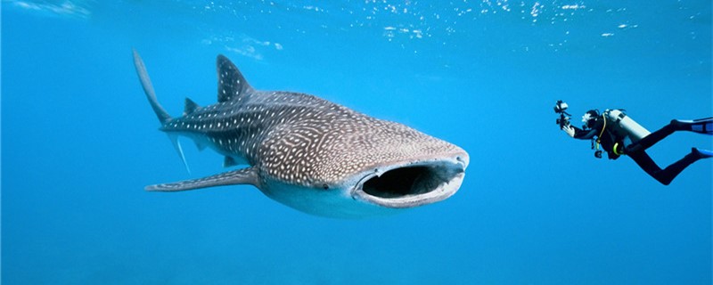 Can a whale shark touch it? Why not?