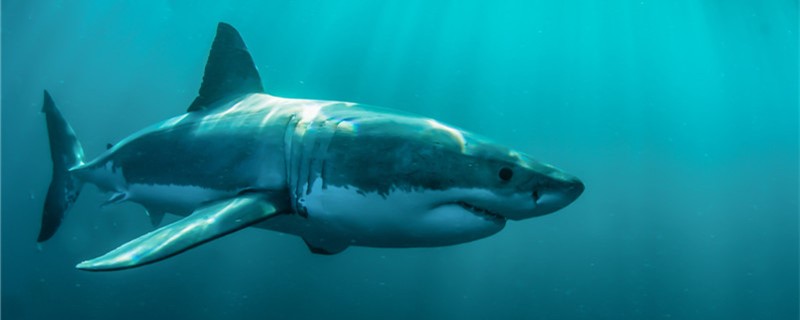 Does the great white shark have a predator? Who is it?