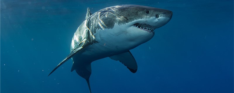 How long can a great white shark live and how old is an adult?