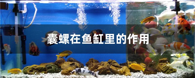 囊螺在魚缸里的作用是什么 其它水族用具設(shè)備