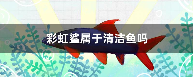 彩虹鲨属于清洁鱼吗