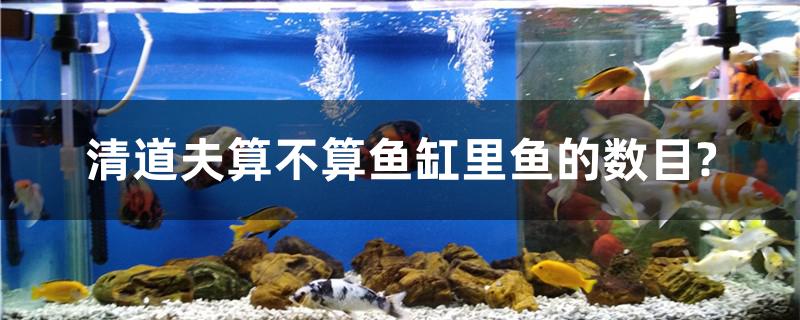 清道夫算不算魚缸里魚的數(shù)目？ 水族燈（魚缸燈）