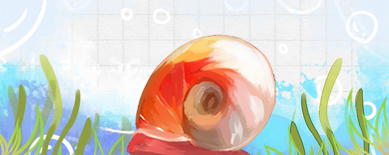 苹果螺什么时候产卵，卵多久孵化