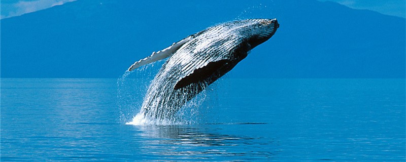 ザトウクジラはタイチクジラをやったことがありますか？タイチクジラとどちらが強いですか？
