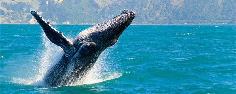 Which is bigger, the humpback whale or the sperm whale or the blue whale?