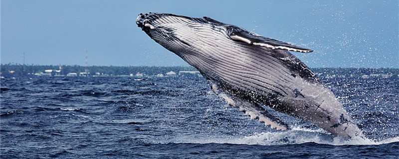 What are those bumps on a humpback? Are they pearls?