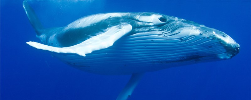 座头鲸能打过虎鲸吗，为什么要干扰虎鲸捕食