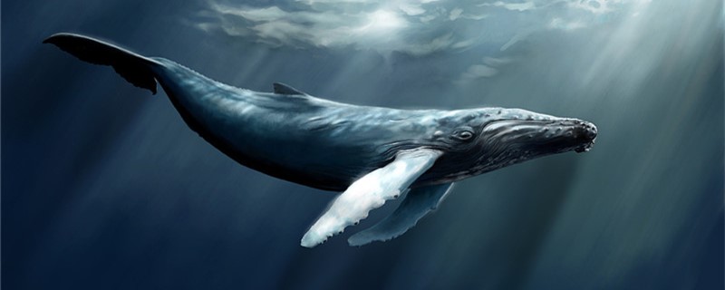 How big is a humpback whale, or a sperm whale?