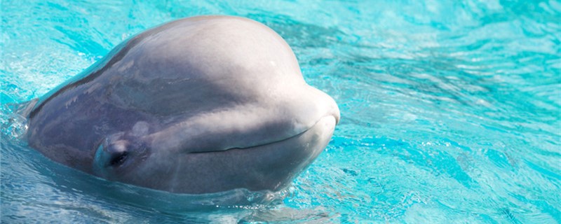 Why do beluga whales spit water at people and what does it mean to spit water at