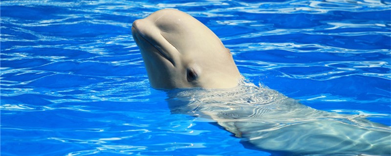 Can the white whale kiss? Why do you like to kiss?