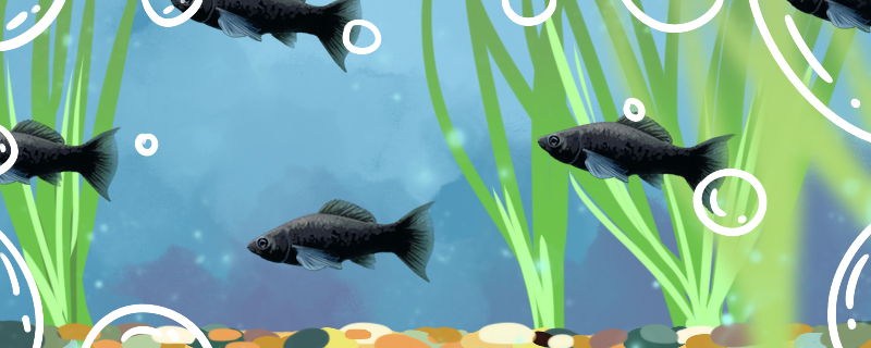 黑玛丽鱼生的小鱼都死了是什么原因，怎么防止小鱼死掉