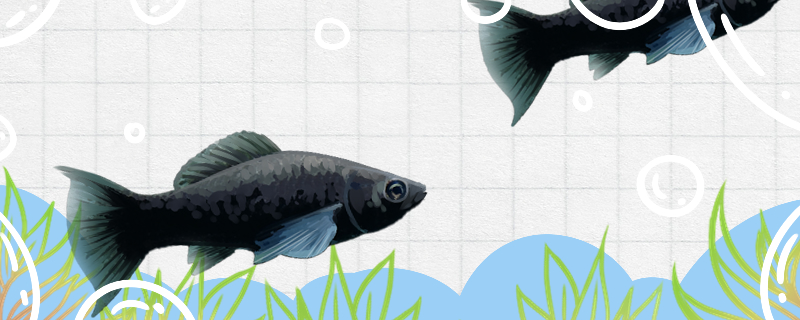黑玛丽鱼生小鱼有什么前兆，多久生一次小鱼