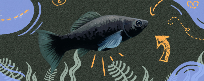 黑玛丽鱼怎么看怀孕，多大能开始繁殖
