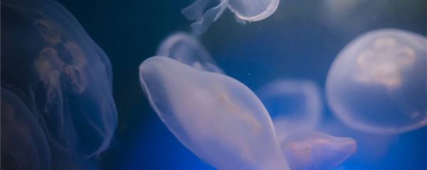 クラゲは軟体動物ですか 腔腸動物ですか 魚百科