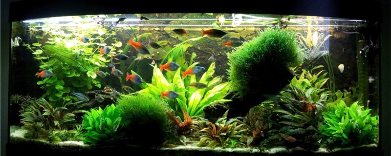 Aquarium water turns yellow is what reason, what to solve method?