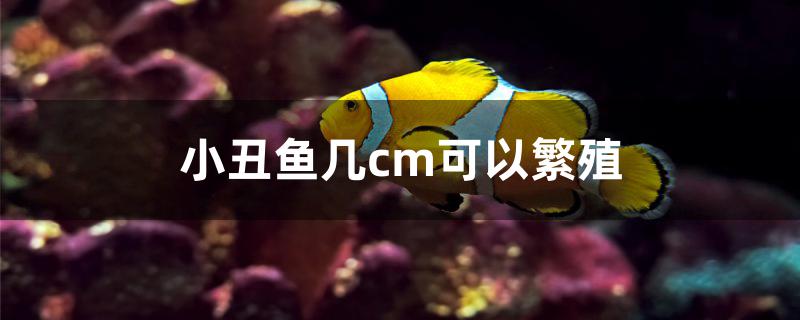 小丑魚幾cm可以繁殖