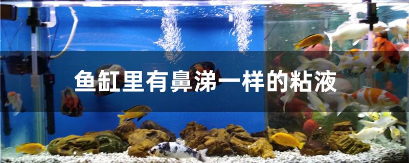 鱼缸里有鼻涕一样的粘液怎么回事