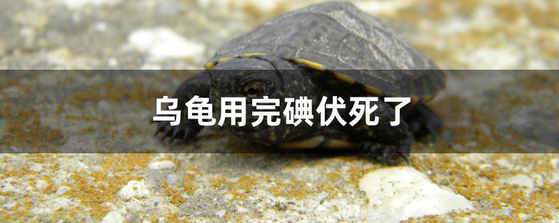 乌龟用完碘伏死了怎么回事