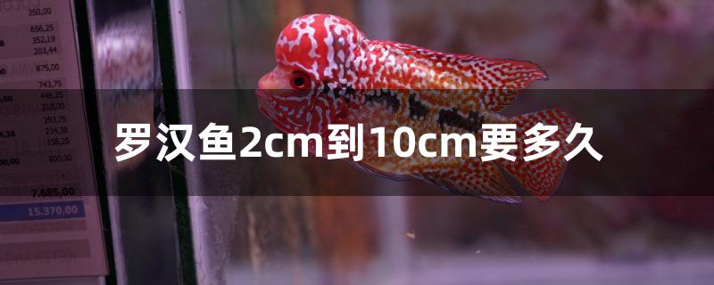 羅漢魚2cm到10cm要多久 馬來西亞貓山王榴蓮