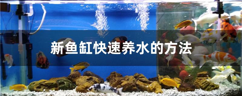 新魚缸快速養(yǎng)水的方法是什么 超血紅龍魚