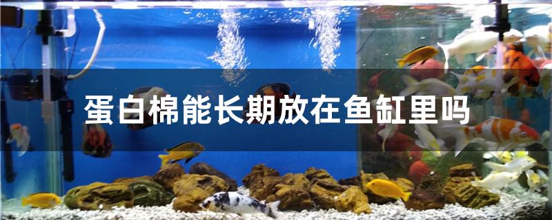 蛋白棉能長期放在魚缸里嗎 金三間魚