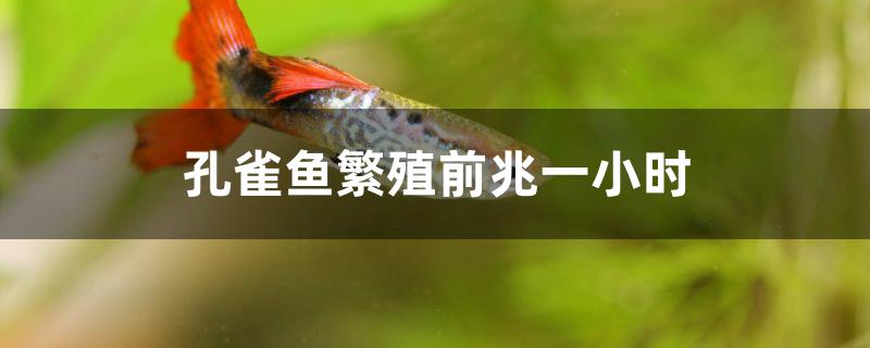 孔雀魚(yú)繁殖前兆一小時(shí) 魚(yú)缸水質(zhì)穩(wěn)定劑