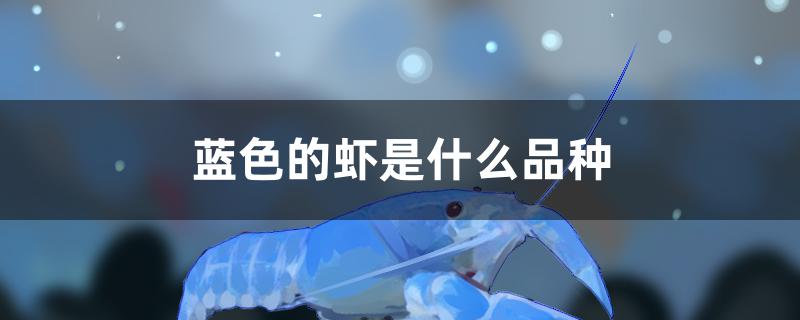 蓝色的虾是什么品种