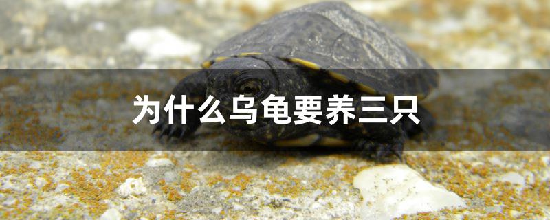 為什么烏龜要養(yǎng)三只 泰龐海鰱魚