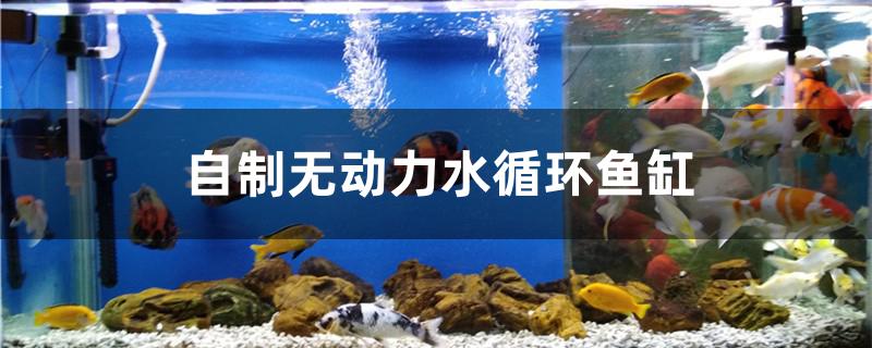 如何自制无动力水循环鱼缸