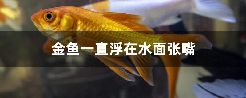 金鱼一直浮在水面张嘴怎么回事 一眉道人鱼苗