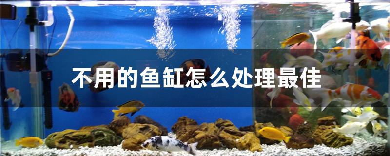 不用的魚缸怎么處理最佳 星點(diǎn)金龍魚