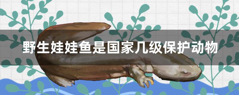 野生娃娃鱼是国家几级保护动物