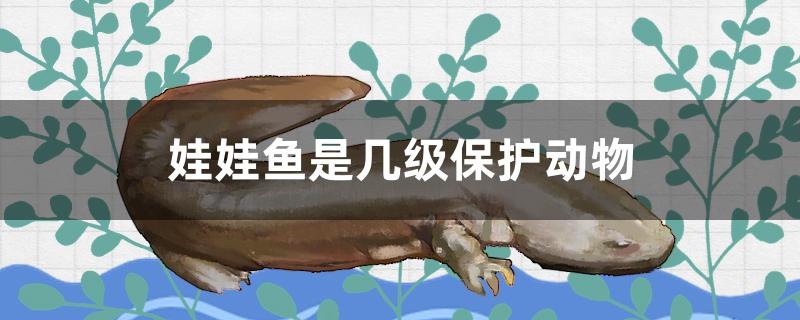 娃娃鱼是几级保护动物