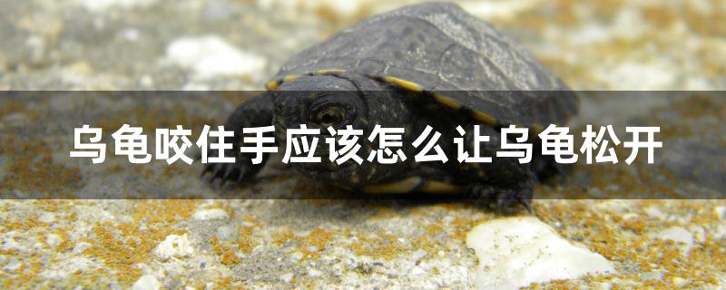 乌龟咬住手应该怎么让乌龟松开