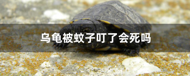 烏龜被蚊子叮了會死嗎