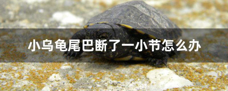 小乌龟尾巴断了一小节怎么办